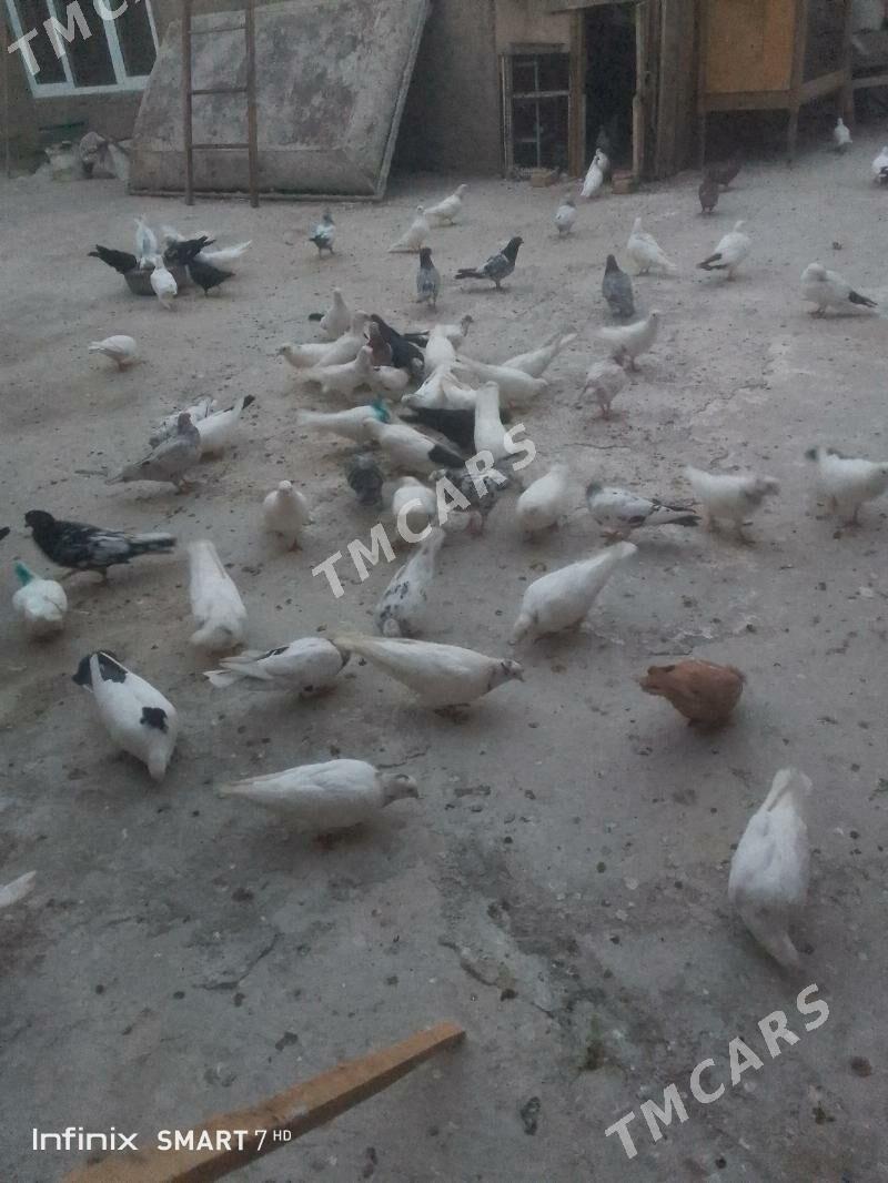 kepder - Çärjew - img 2