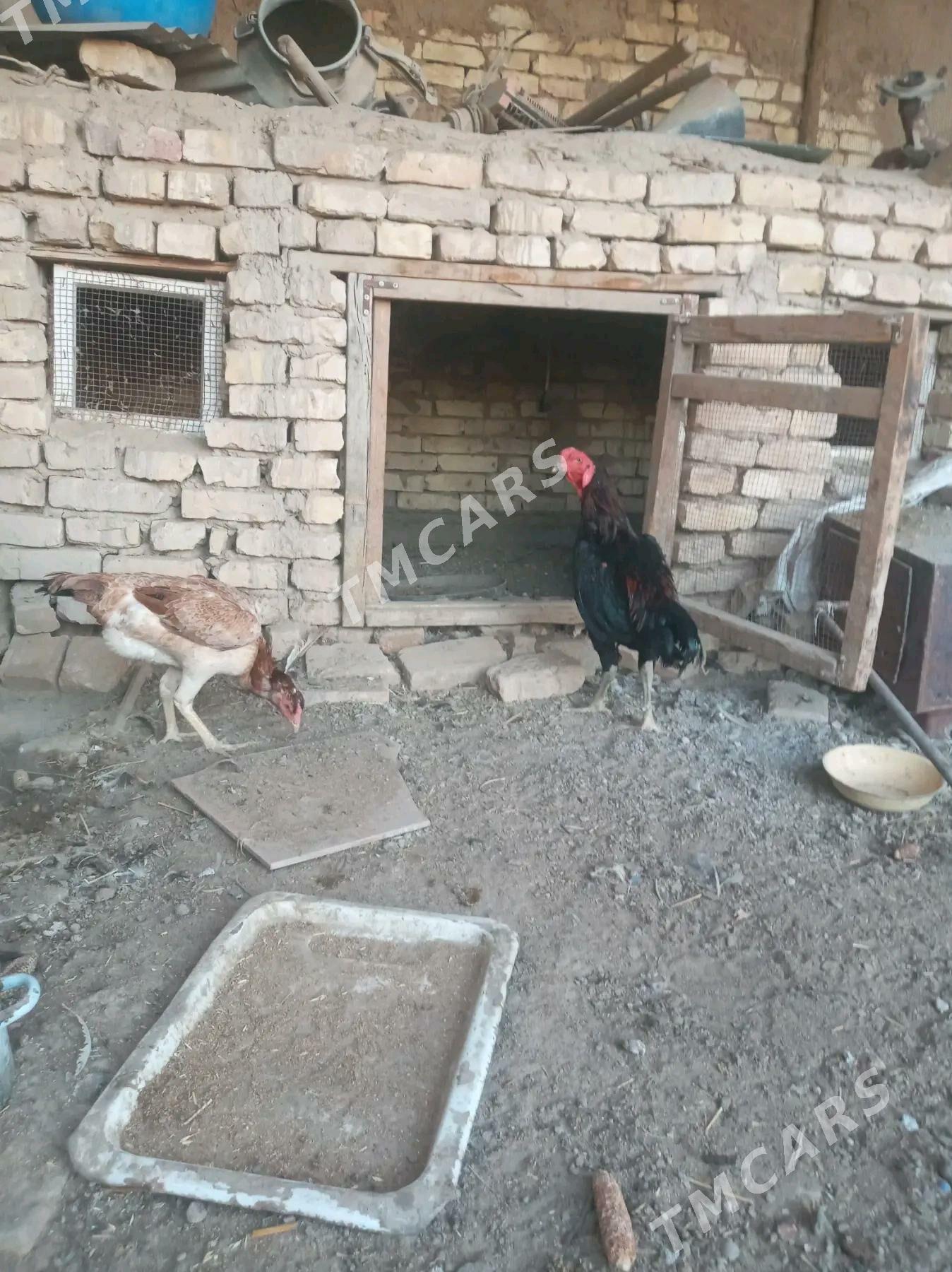 Horaz - Mary - img 2