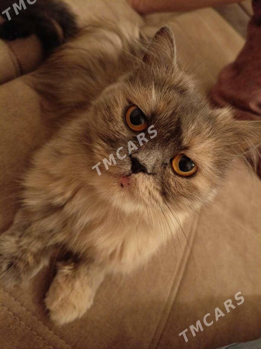 Кошка - Türkmenabat - img 2