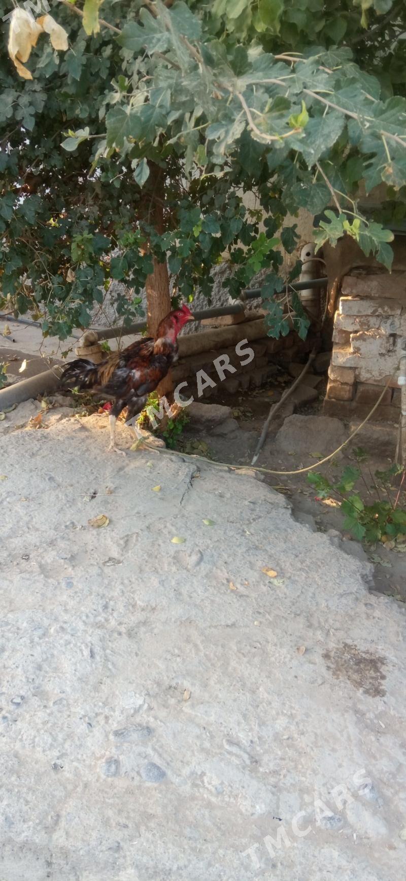 taşkent horaz - Бузмеин - img 2