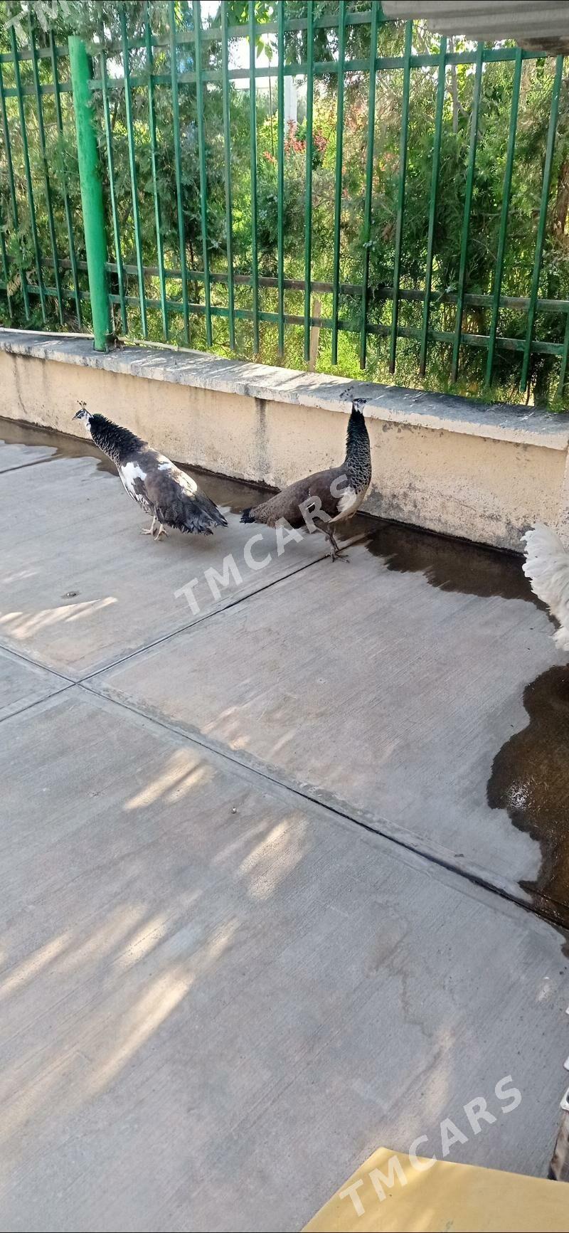 tawus gus - Бузмеин - img 2