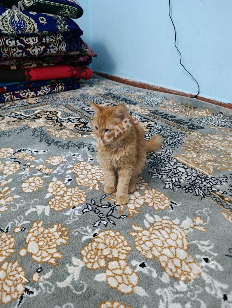 pişik - 2 mkr - img 2