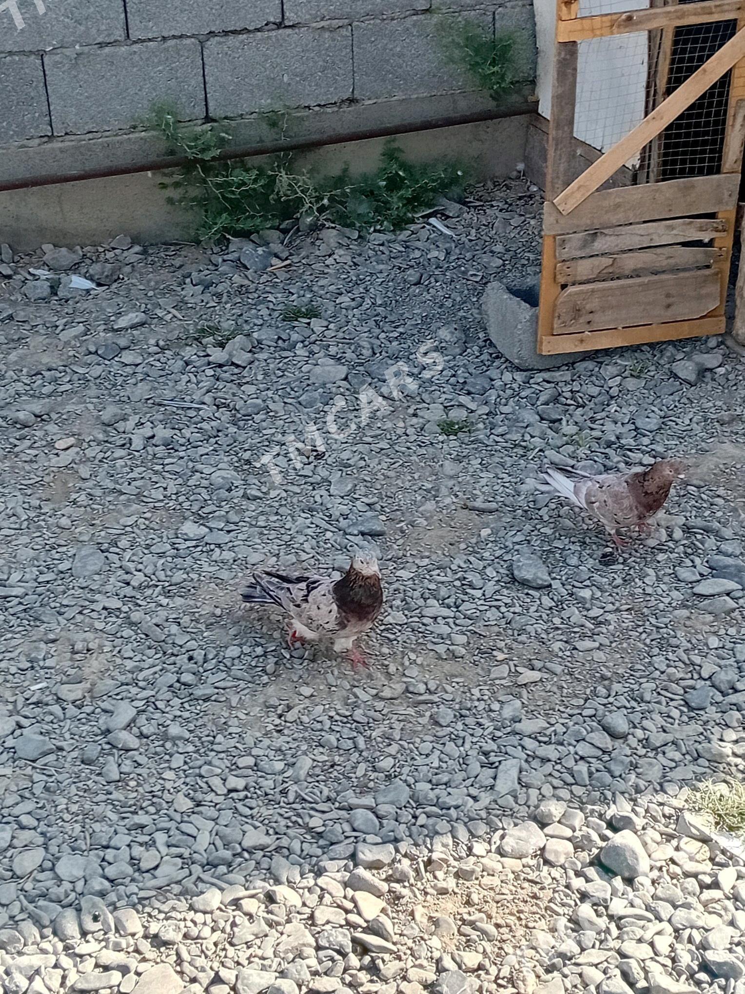 kepderi kepderi - Gökdepe - img 2
