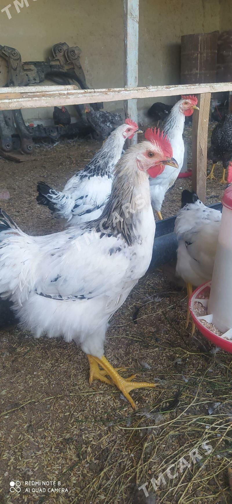 Horoz daminat - Gökdepe - img 2