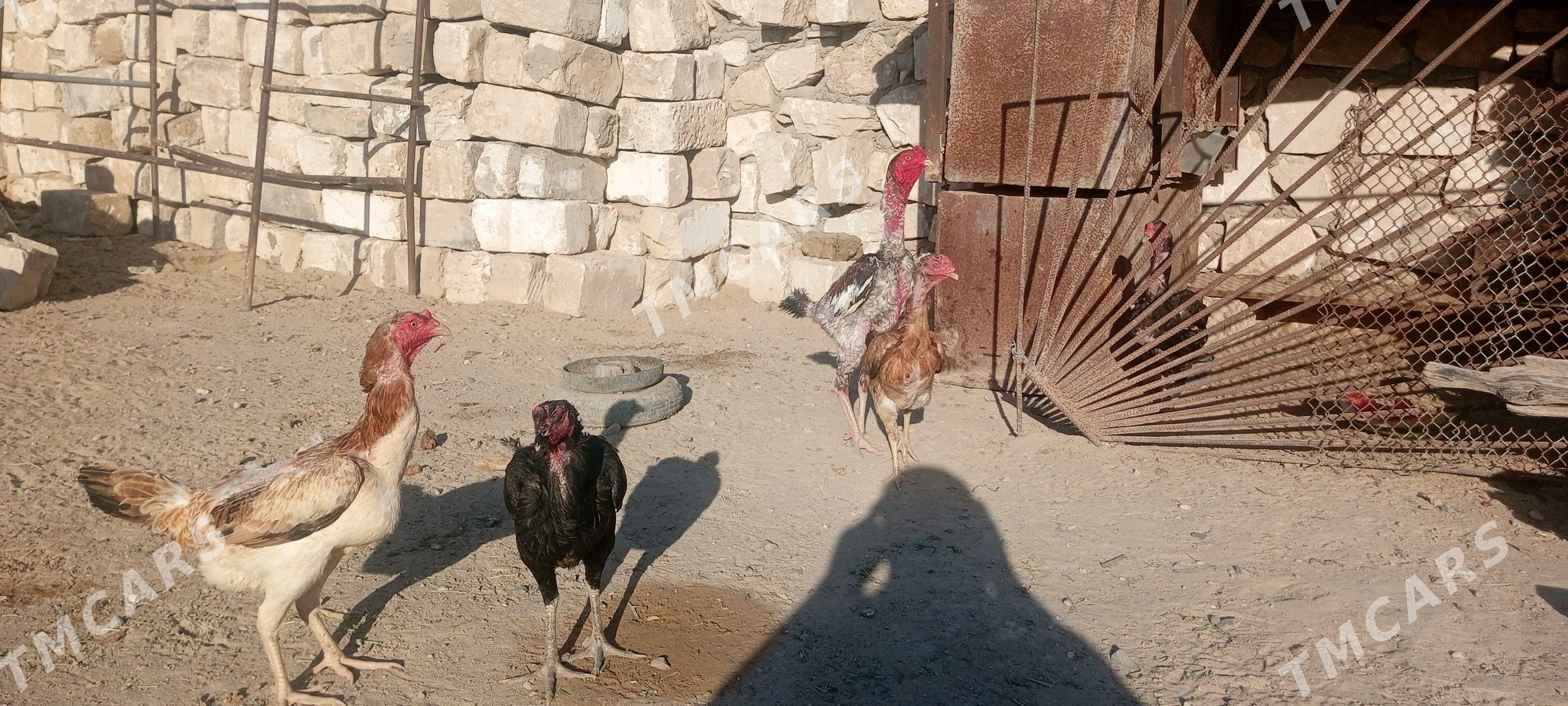 taşkent towuk - Türkmenbaşy - img 3