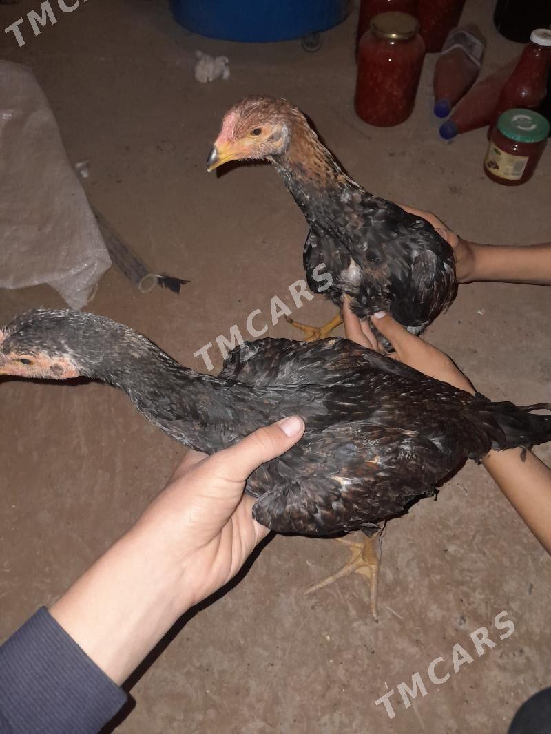 horaz - Sakar - img 2
