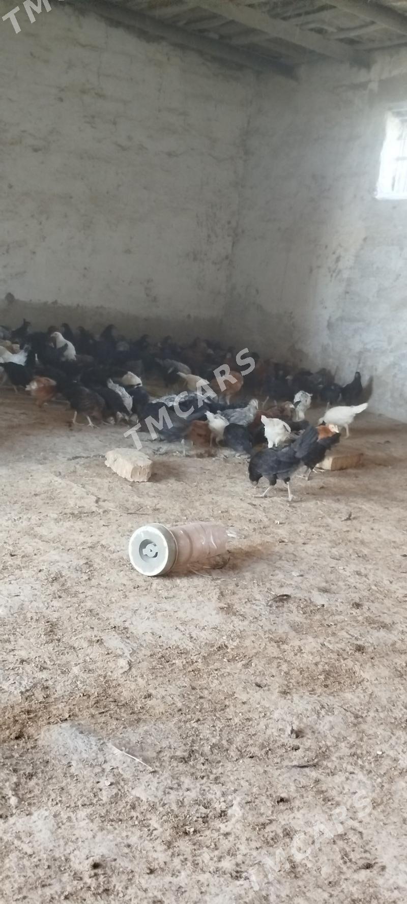 3 aylyk juje - Murgap - img 2