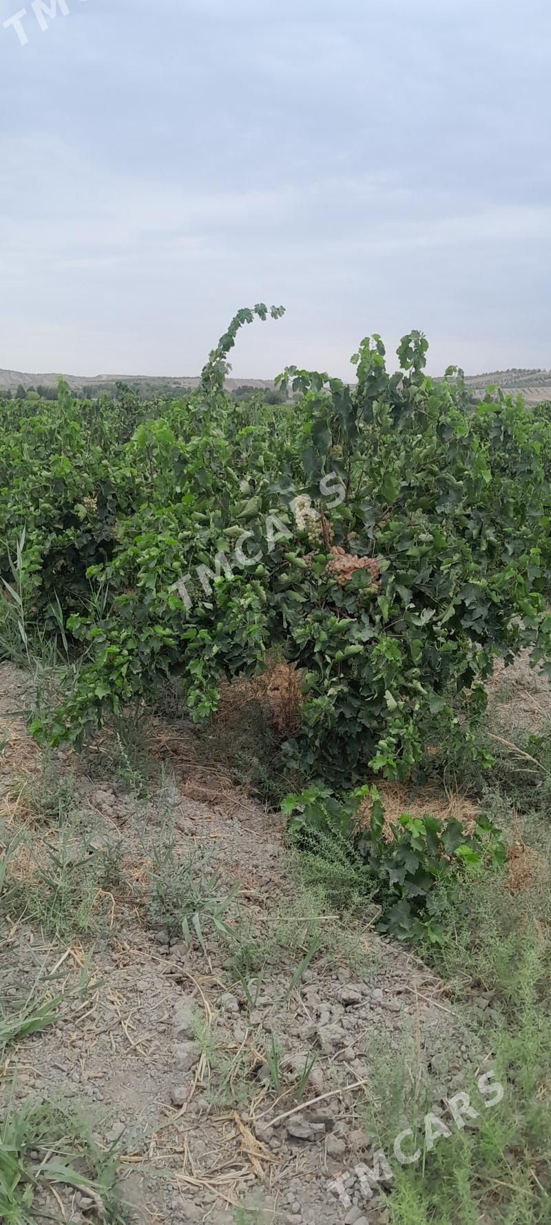 Üzüm Getdar - Gökje - img 3