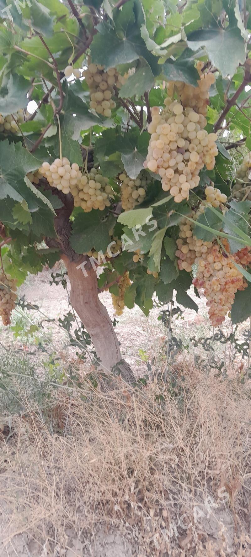 Üzüm Getdar - Gökje - img 2