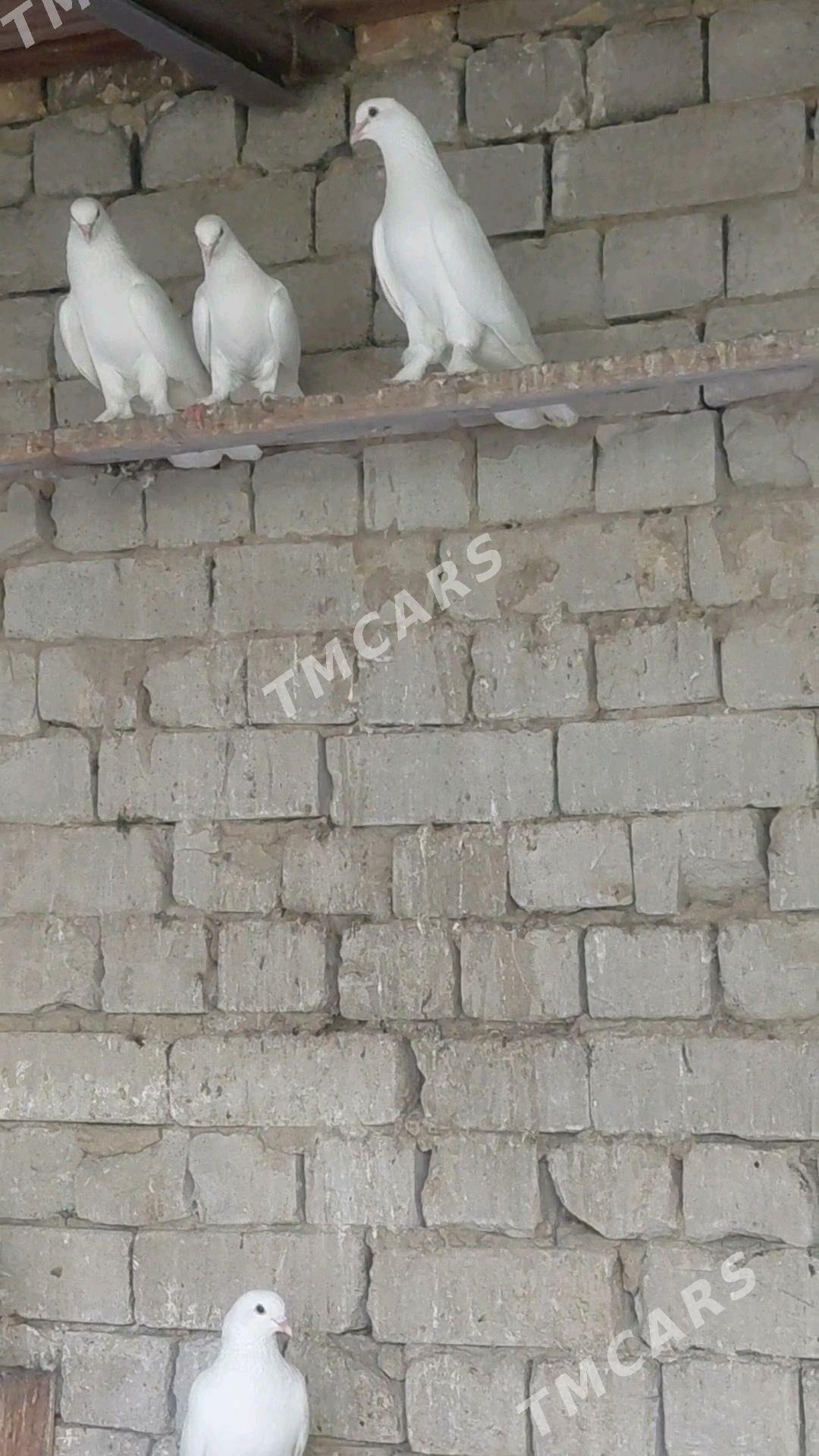 Kepderi - Aşgabat - img 2