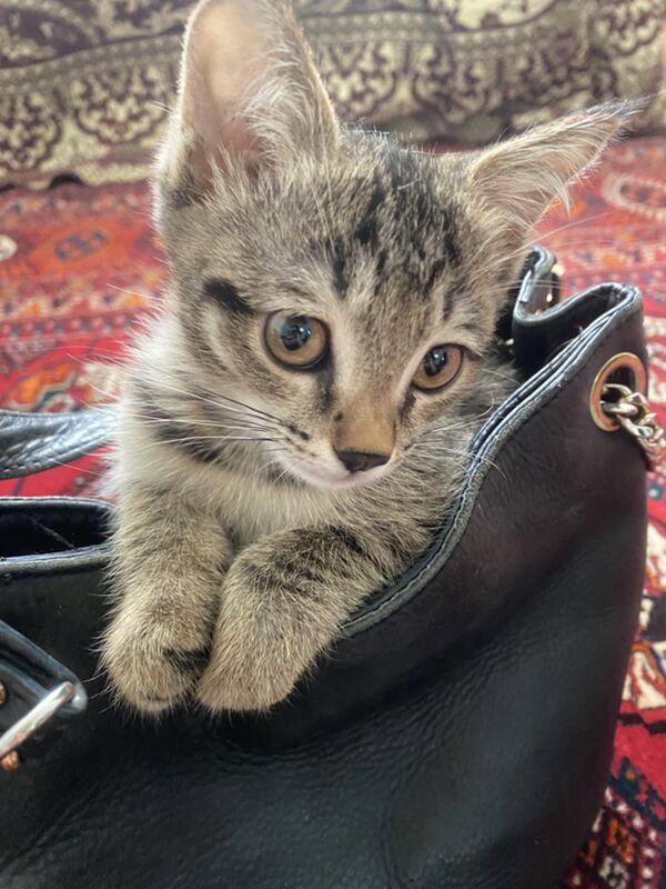 котята - Daşoguz - img 4