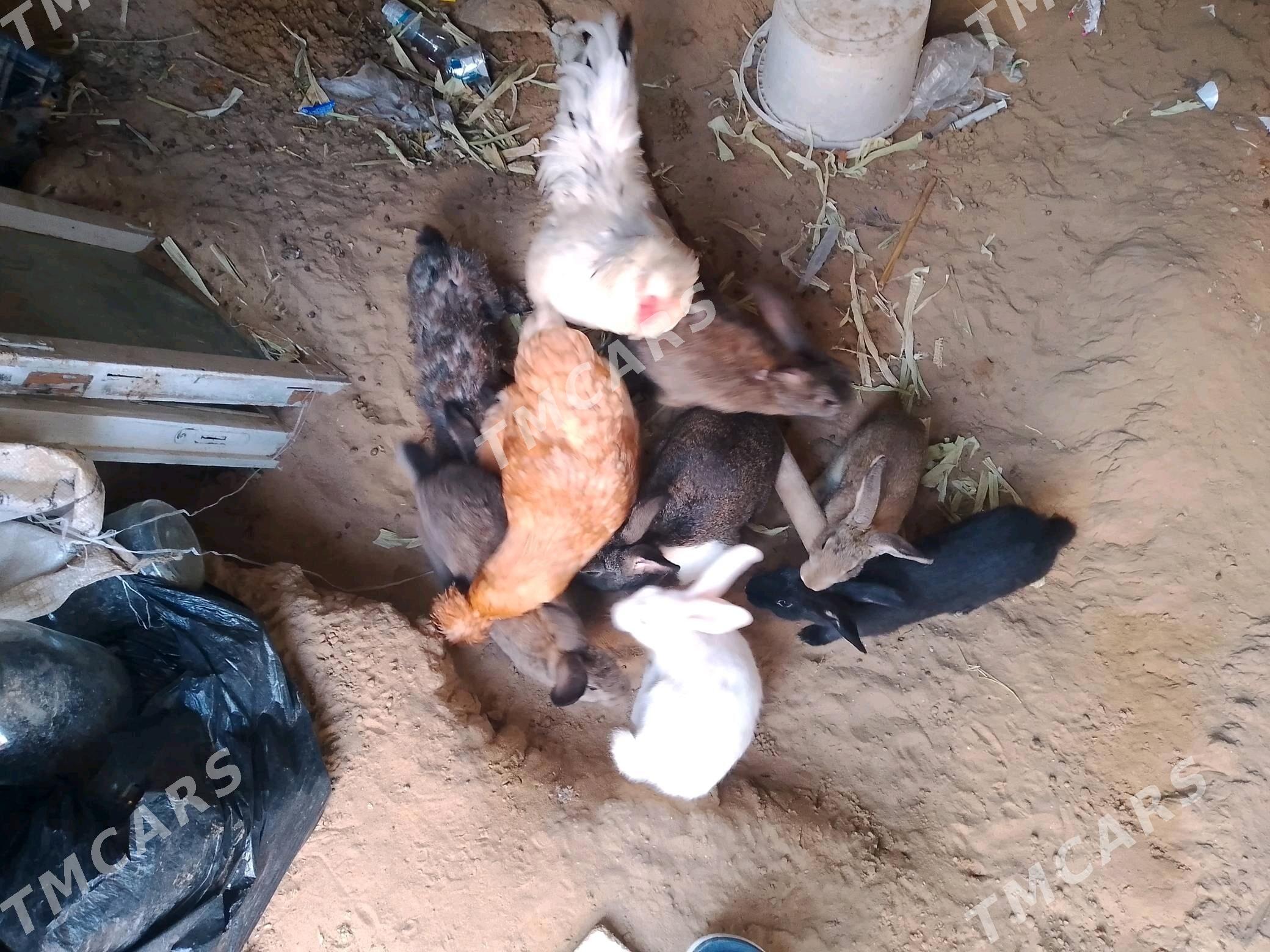 Towşan - Şor daça - img 2