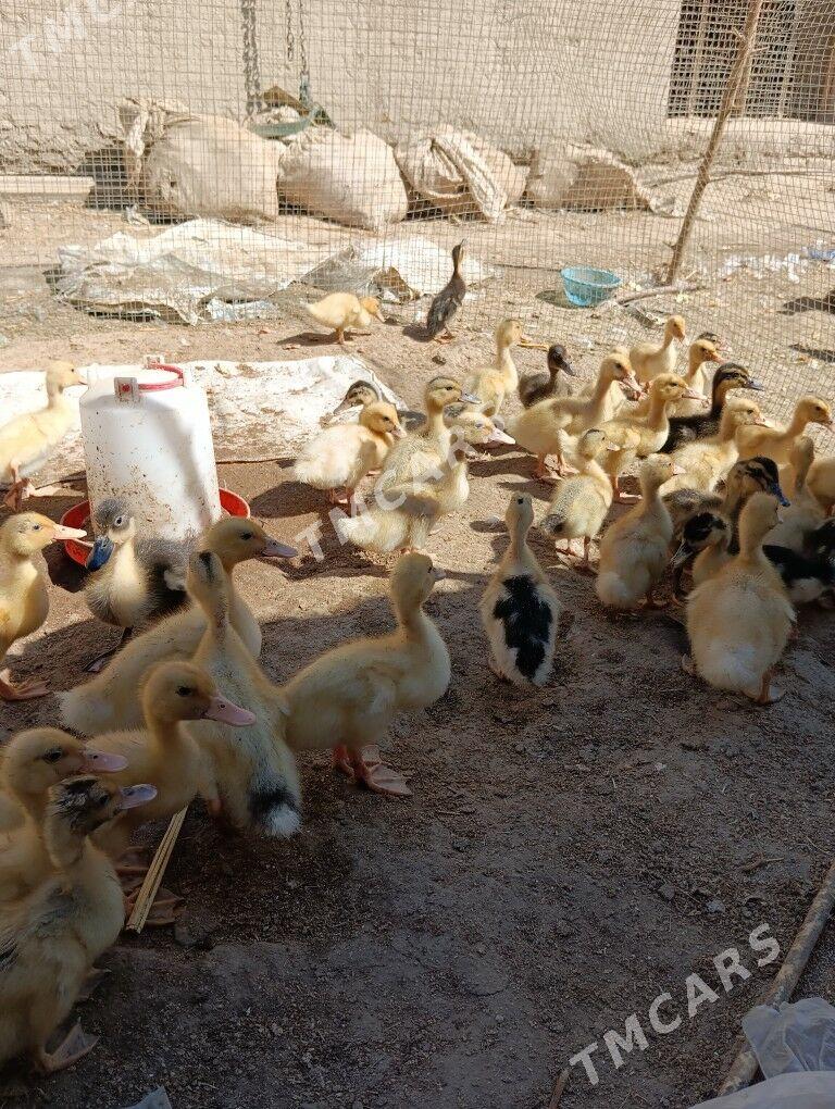 ýaşylbaş, ördek jüýje. - Türkmengala - img 2