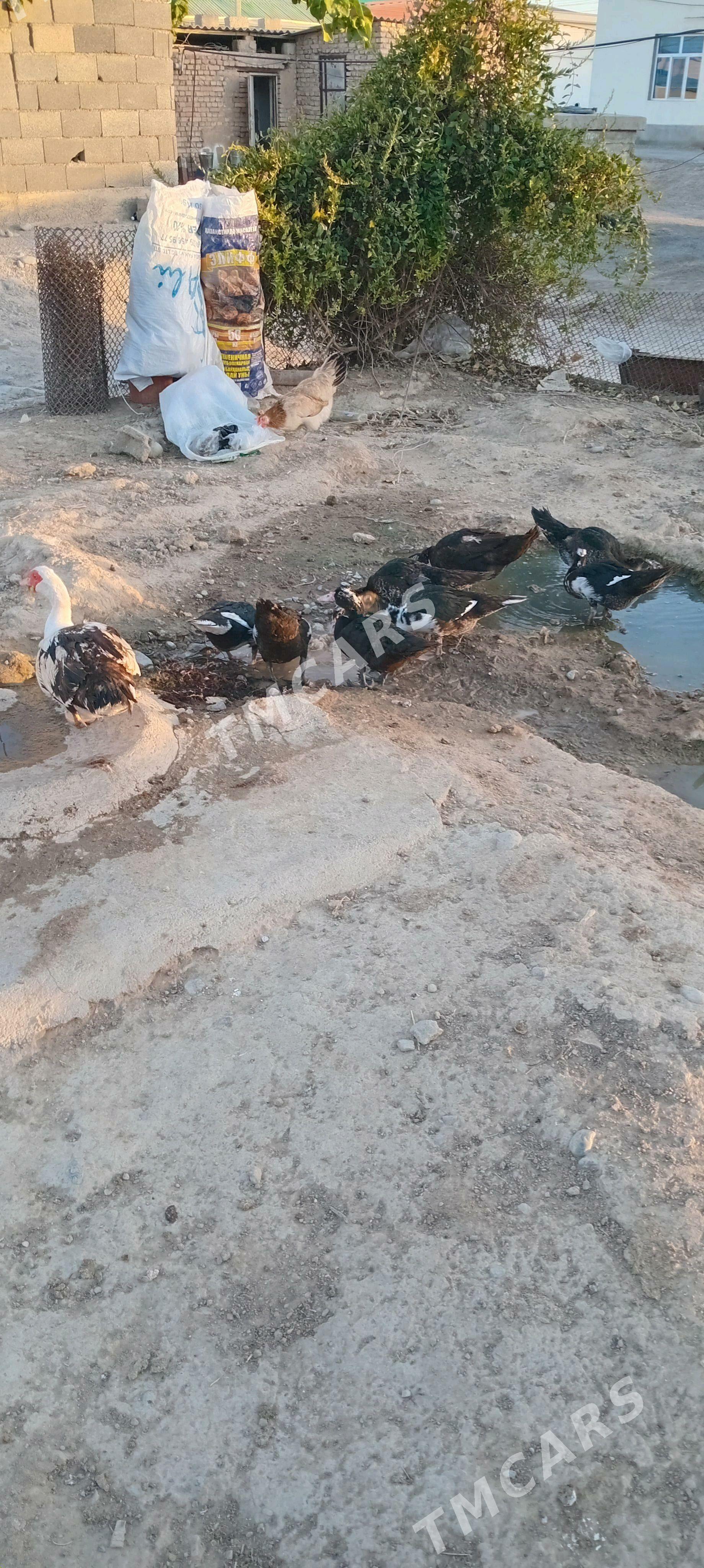 Òrdek - Garadamak Şor - img 3