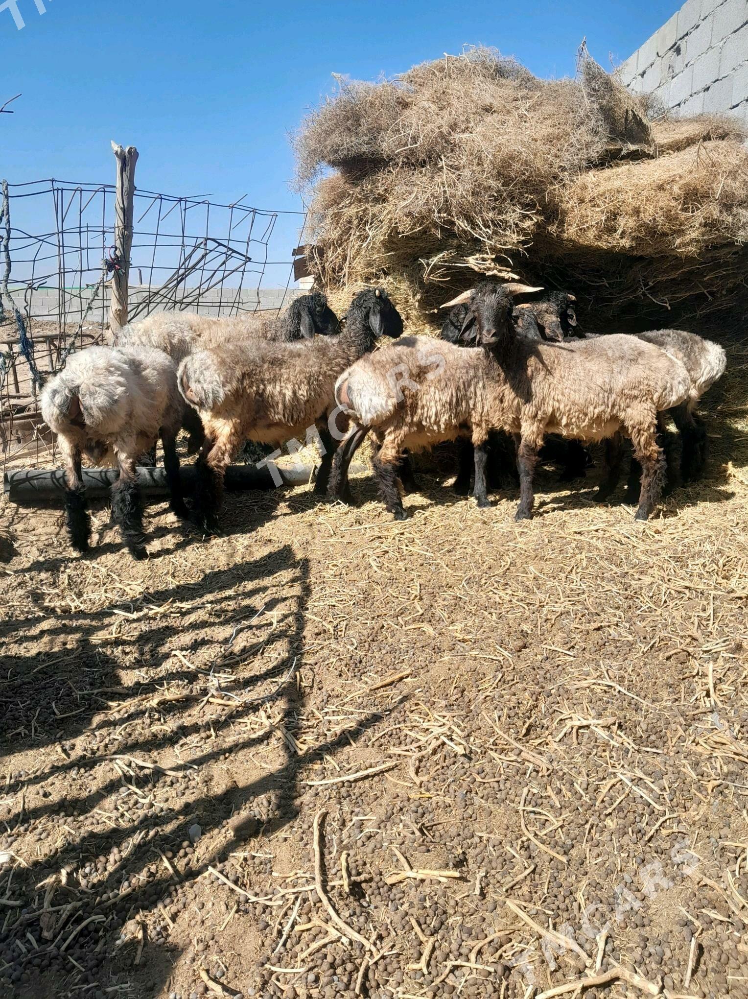 tokly - Aşgabat - img 3