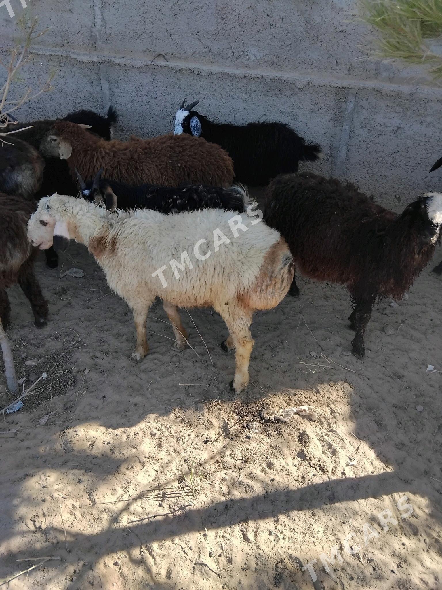 tokly cevis - Türkmenbaşy - img 3