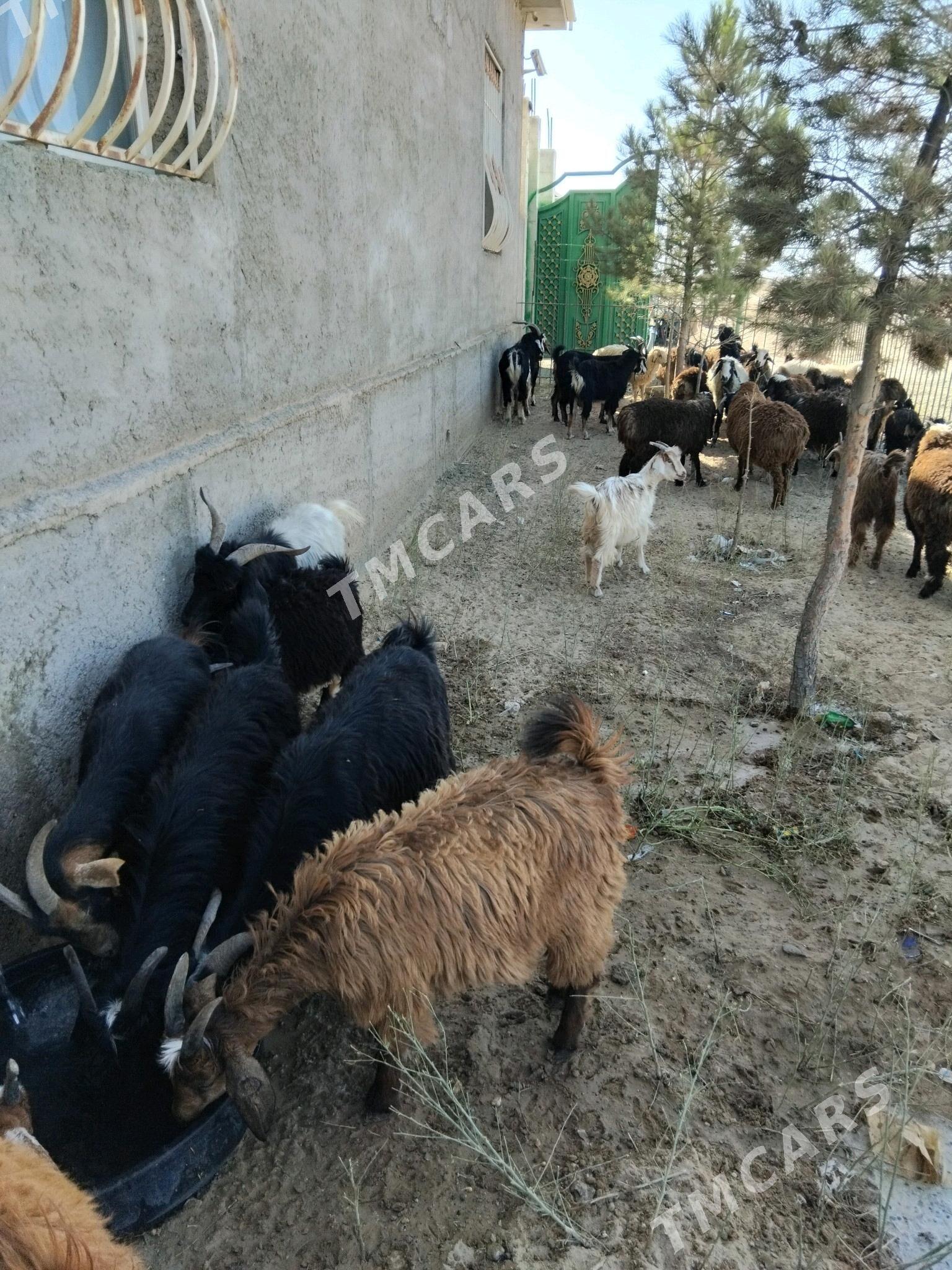 tokly cevis - Türkmenbaşy - img 2
