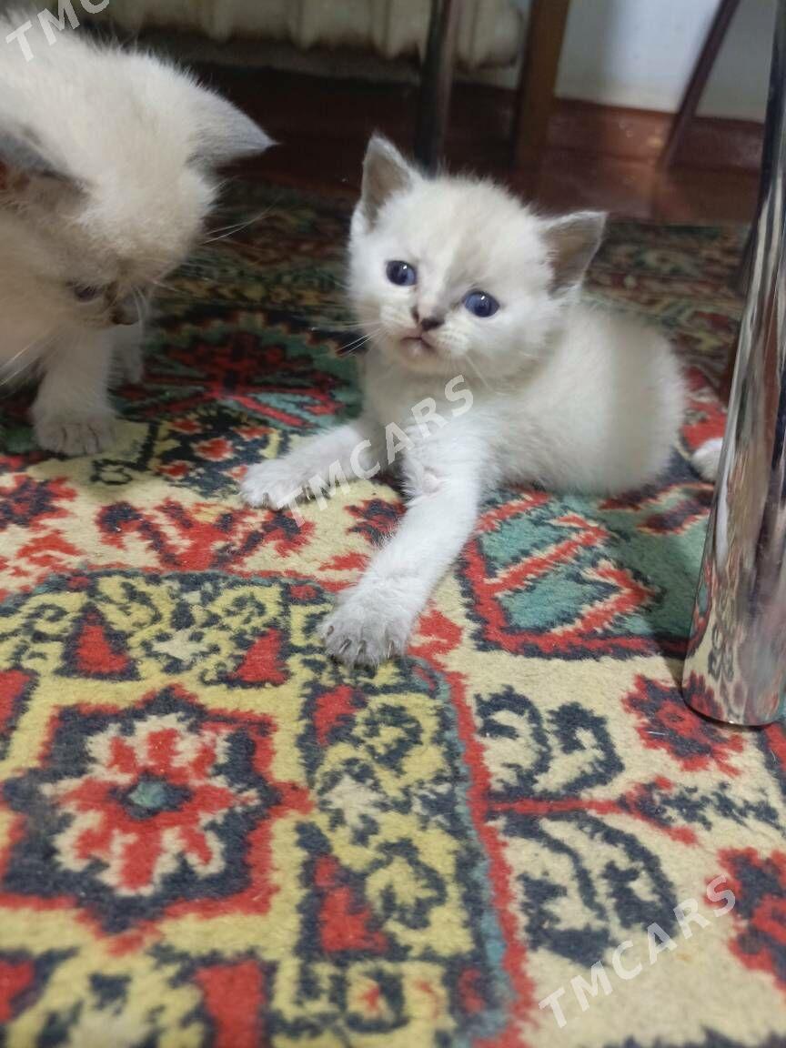 kotyati - Daşoguz - img 2