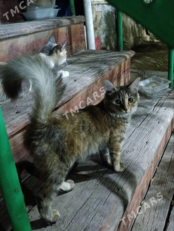 котенок - Aşgabat - img 2