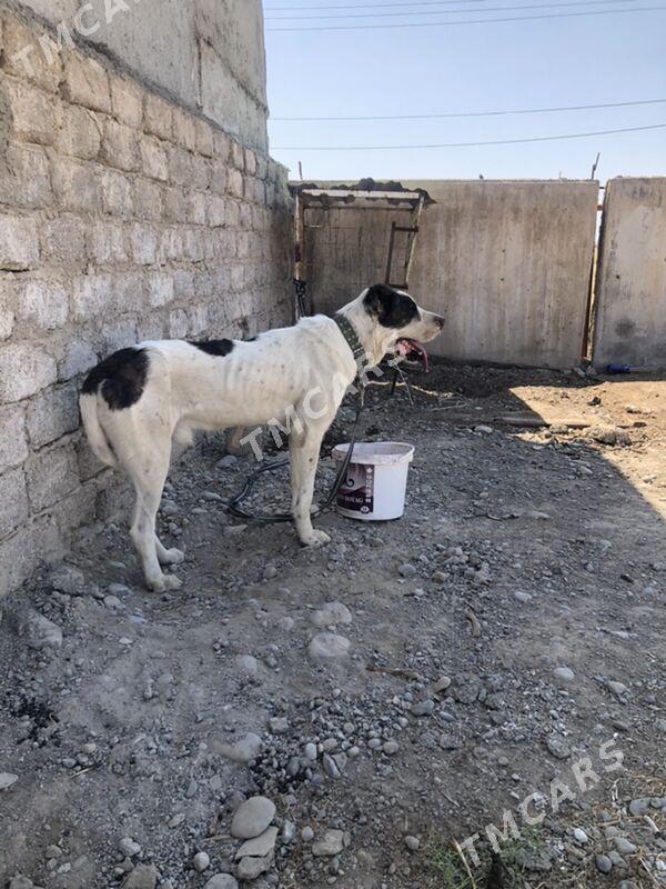 alabay it - Aşgabat - img 3