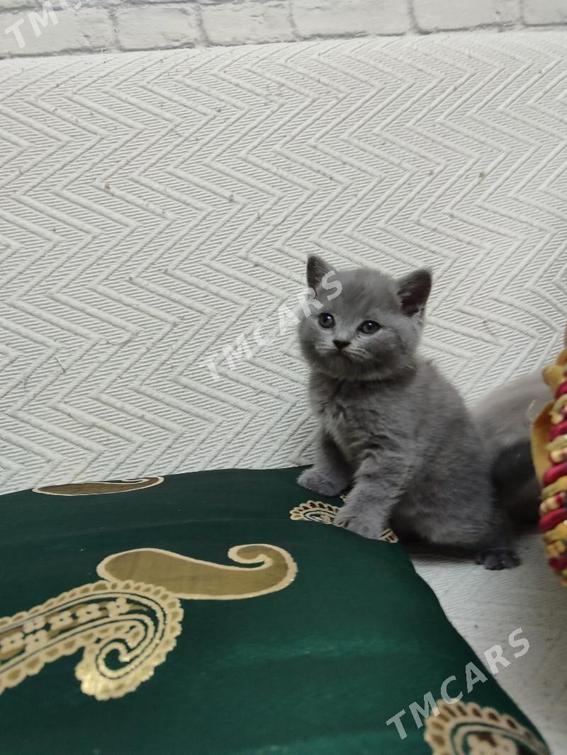 Шотландские вислоухие котята - Aşgabat - img 4