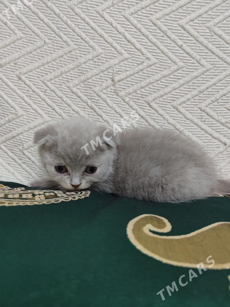 Шотландские вислоухие котята - Aşgabat - img 2