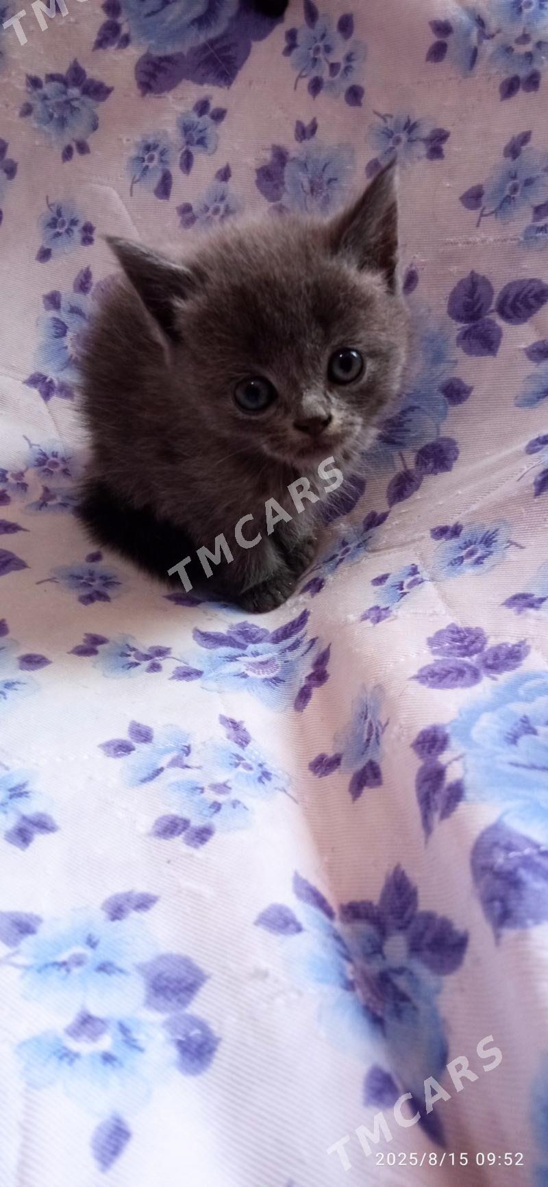 Котята - Türkmenbaşy - img 2