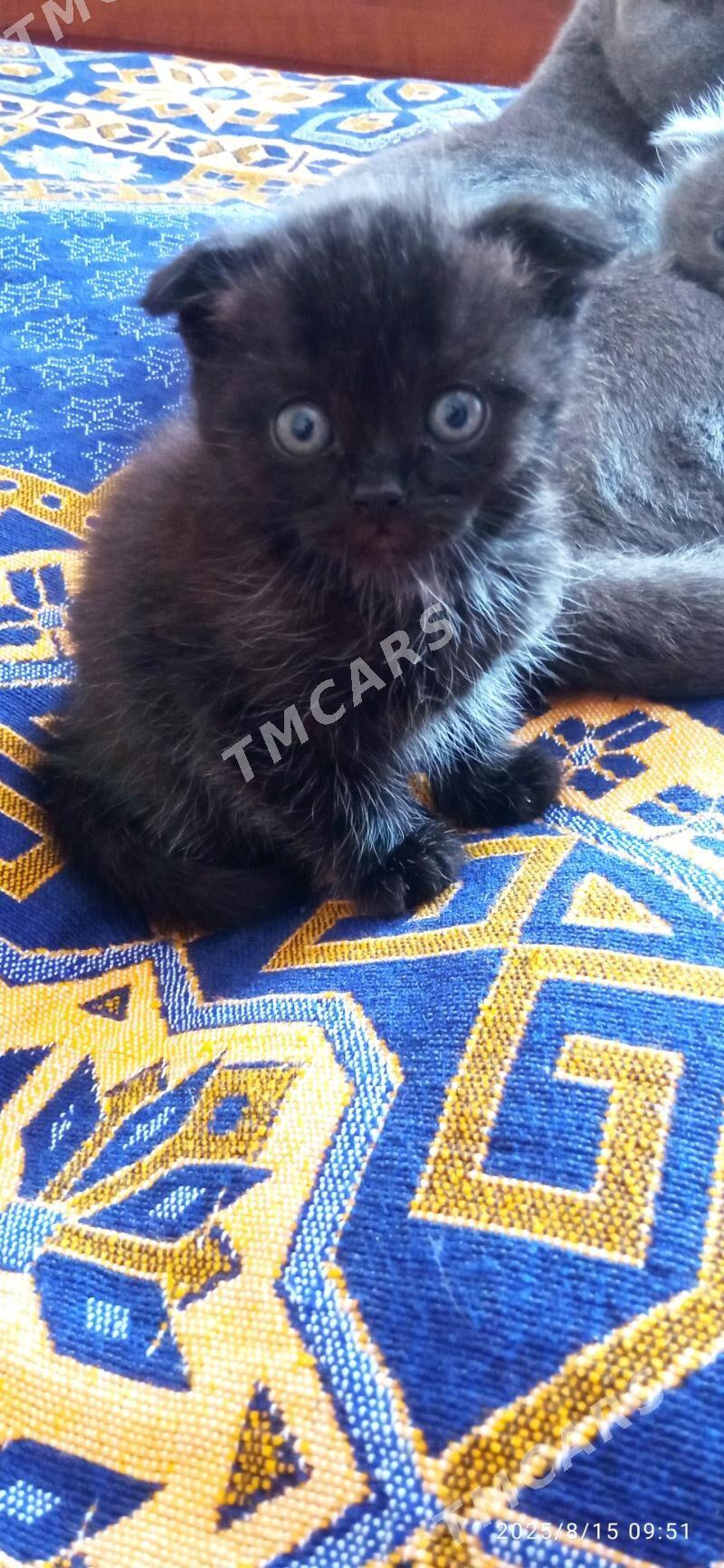Котята - Türkmenbaşy - img 3