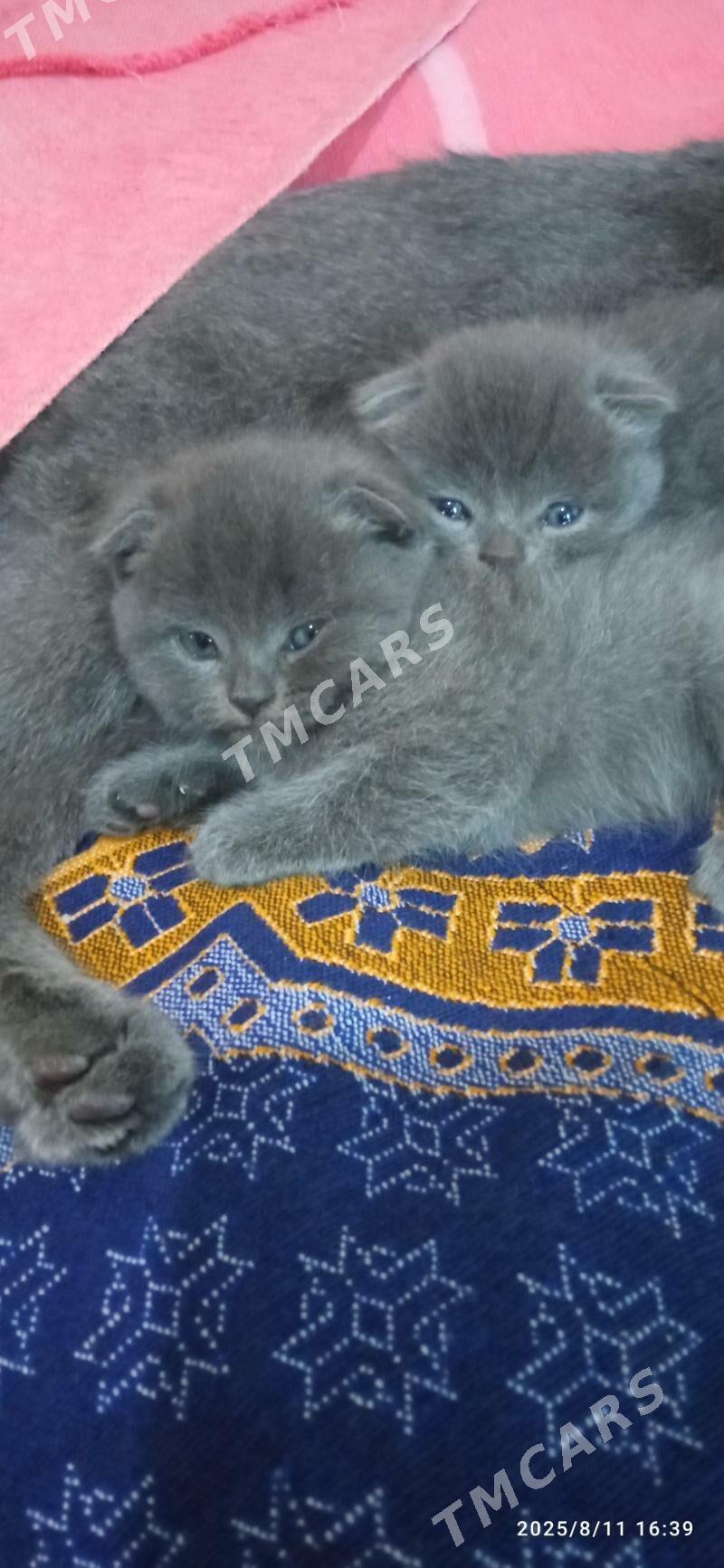Котята - Türkmenbaşy - img 4