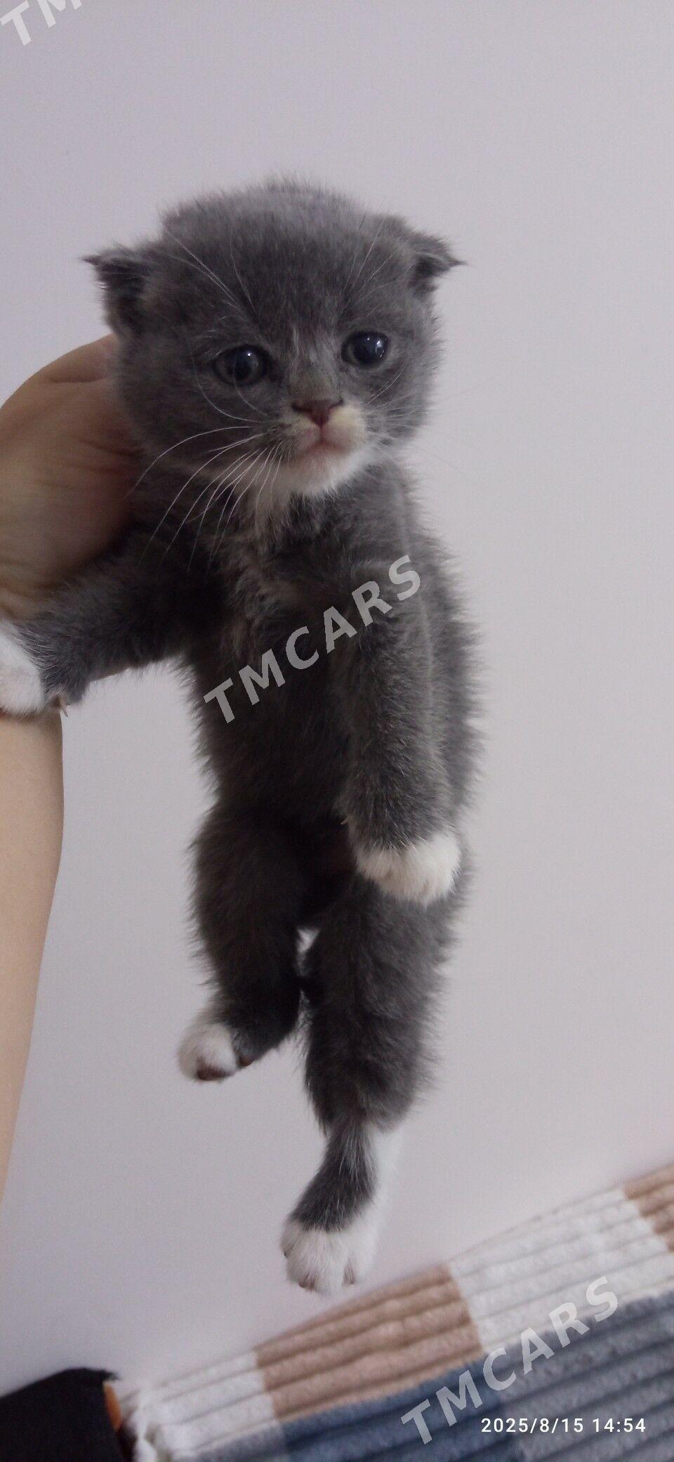 Котята - Türkmenbaşy - img 5