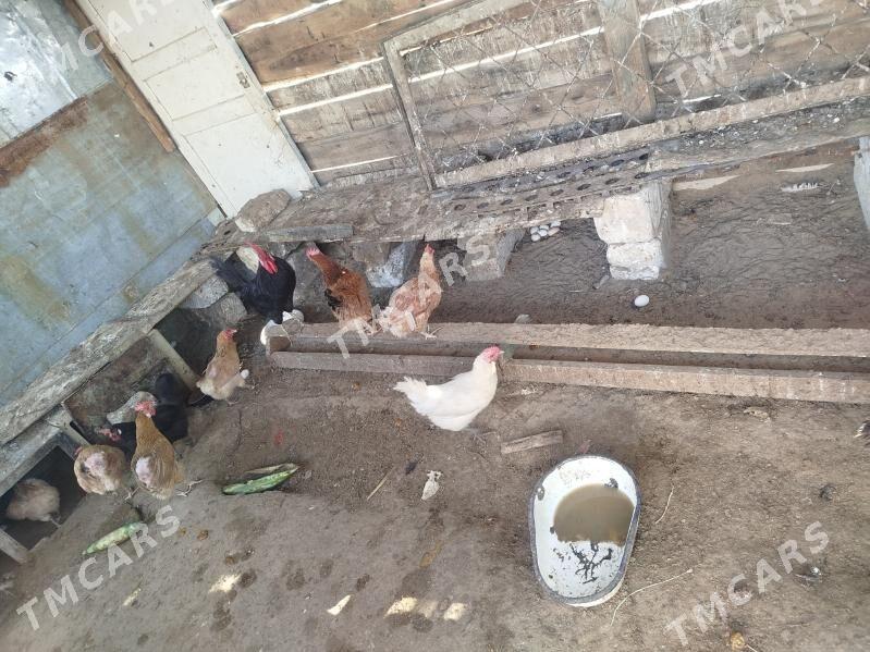 Tawuk - Türkmenbaşy - img 2