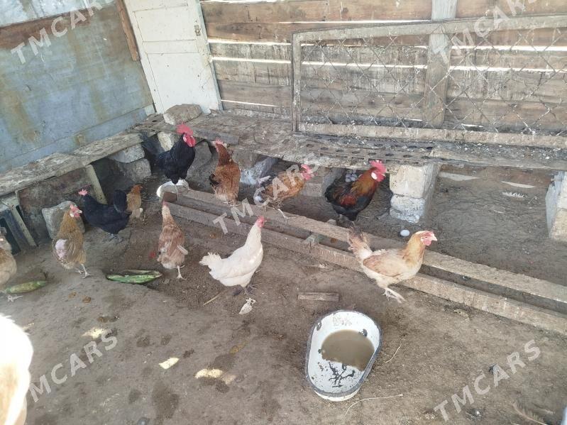 Tawuk - Türkmenbaşy - img 3