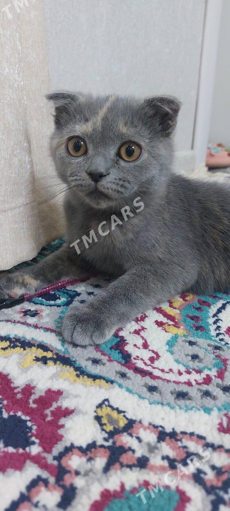 pişik - Mary - img 2