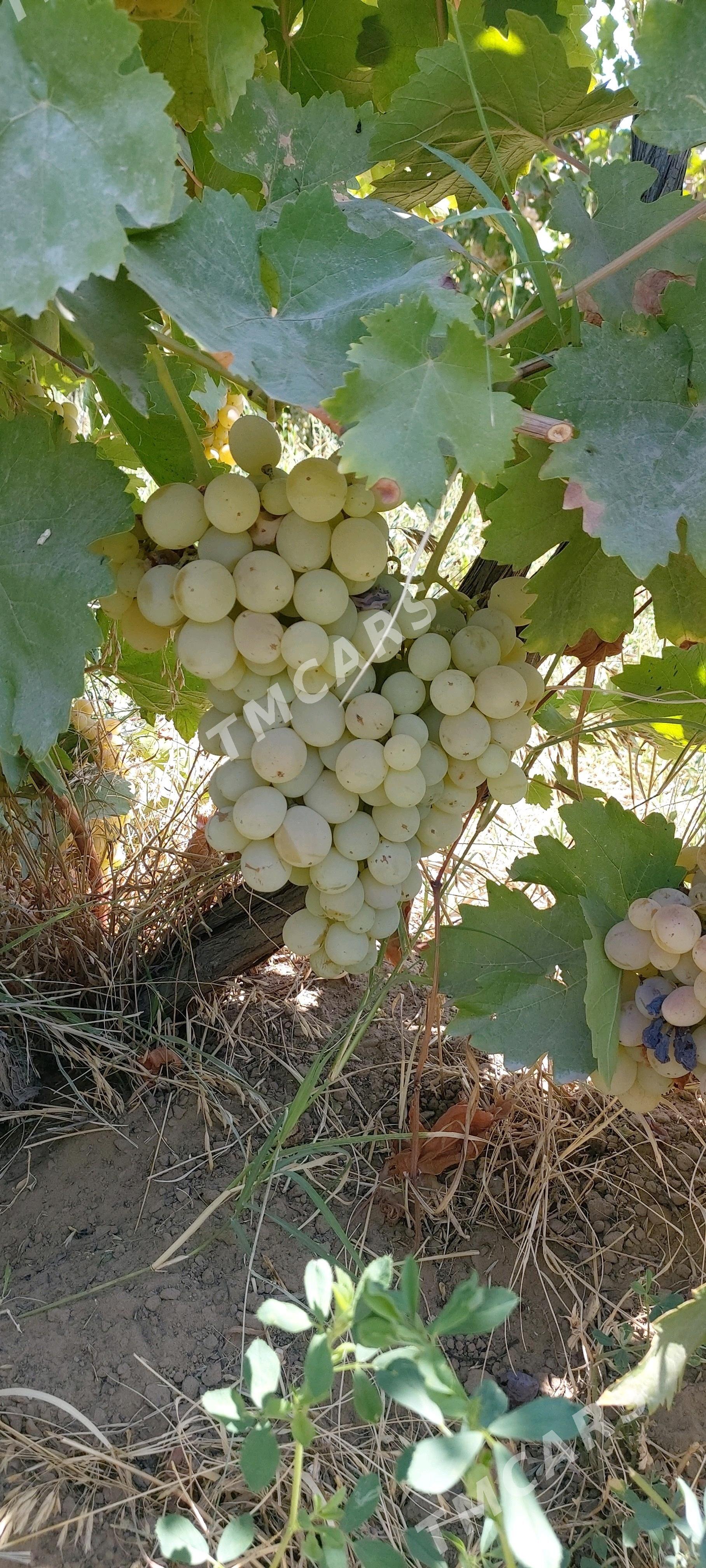 üzüm - Murgap - img 3