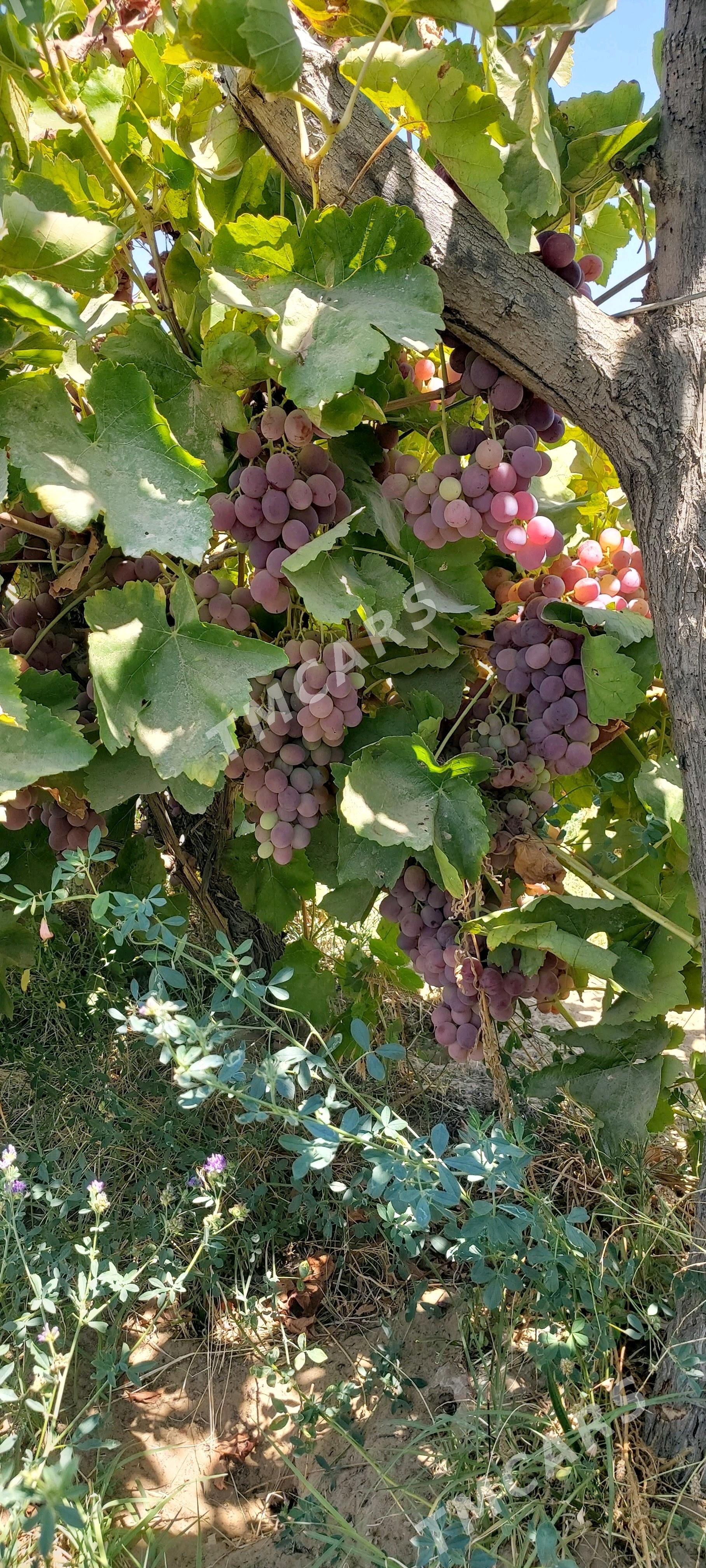 üzüm - Murgap - img 2