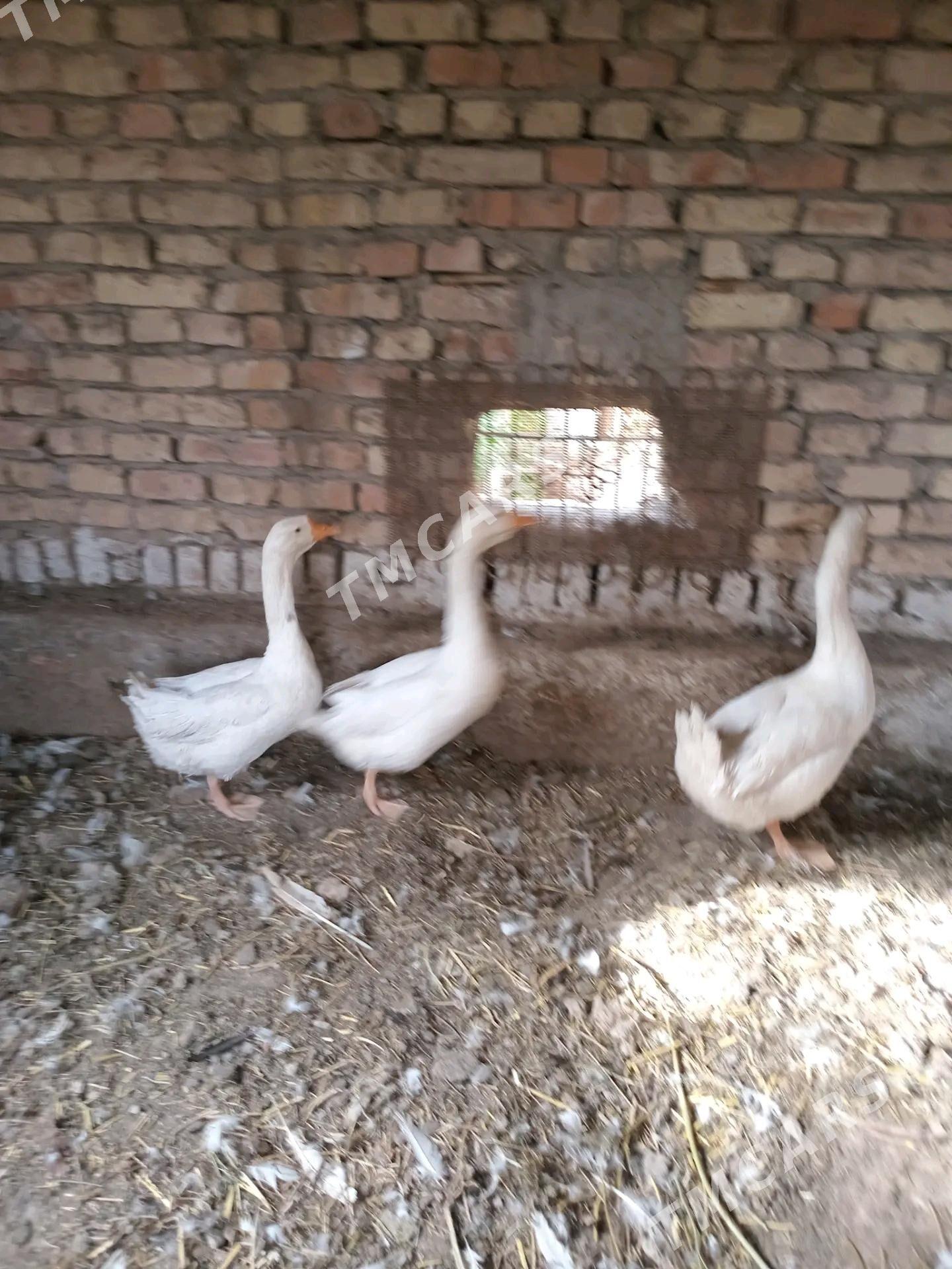 gaz ördek - Türkmenabat - img 1