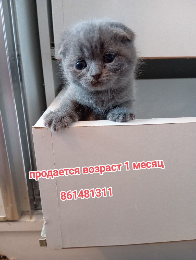 животные - Туркменабат - img 9