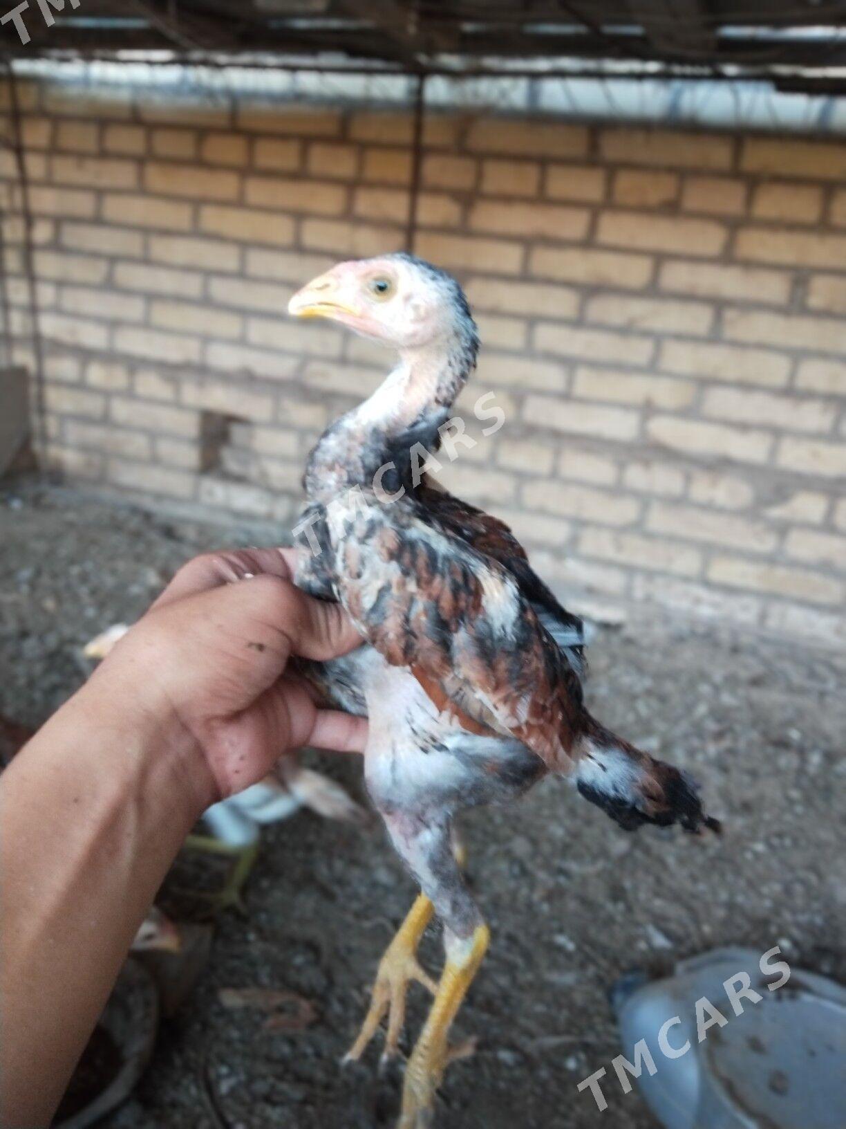 Baysy horaz juje - Halaç - img 2