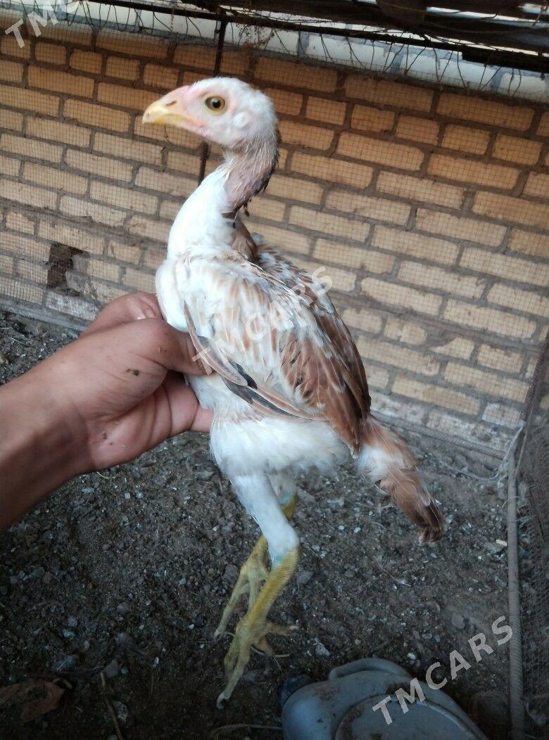 Baysy horaz juje - Halaç - img 3