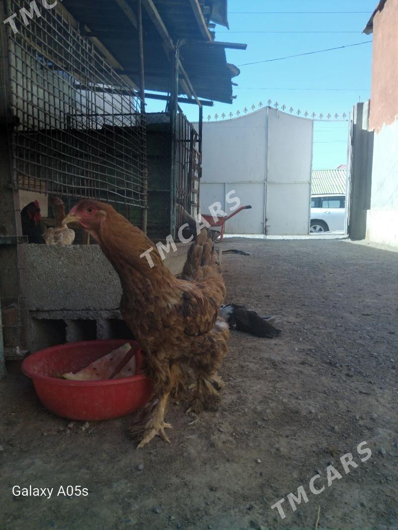 towuk - Çoganly - img 2