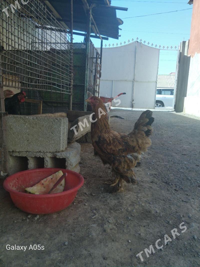 towuk - Çoganly - img 3