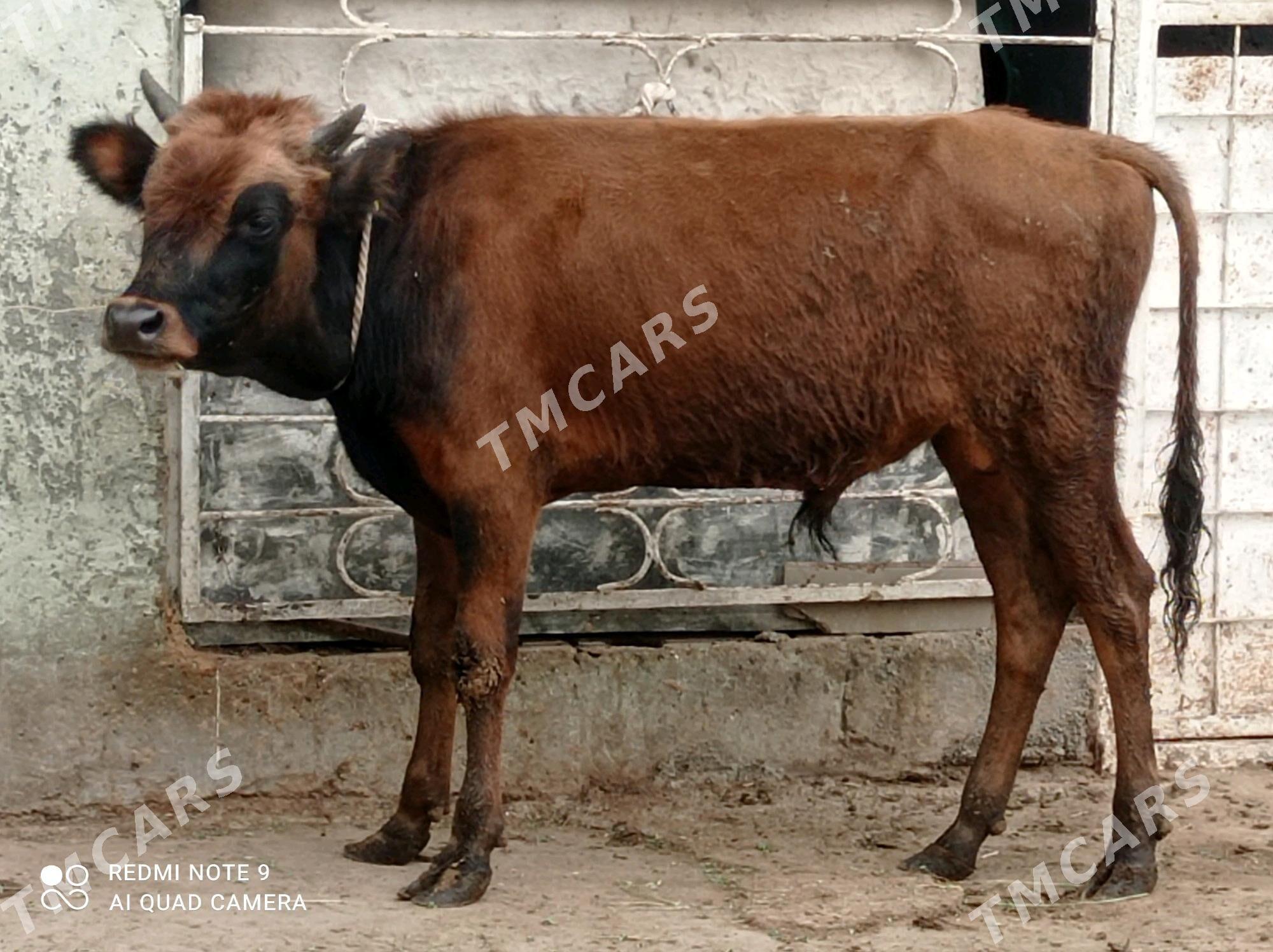 arzan öküzler - Aşgabat - img 5