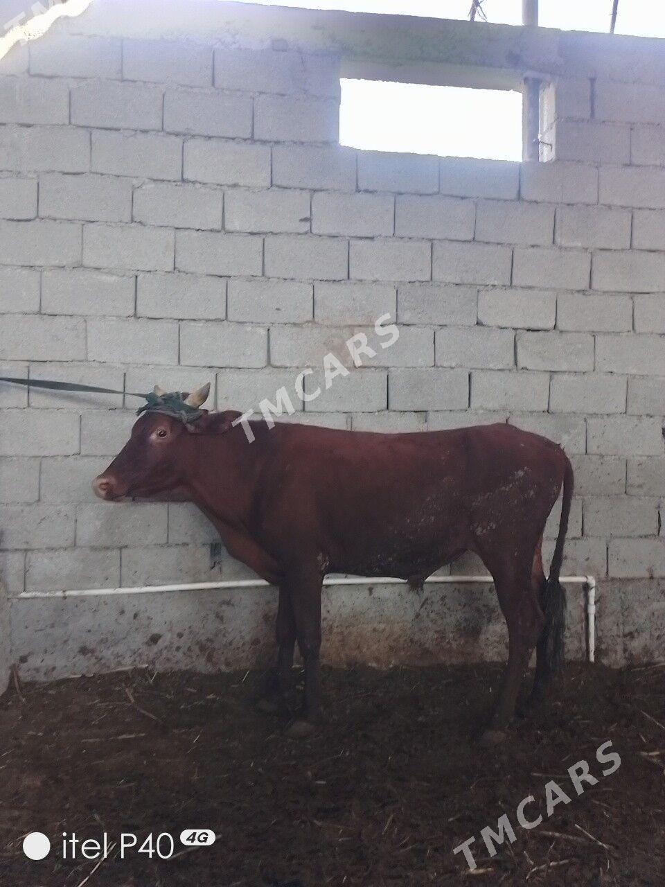 ARASSA BİCİK ÖKÜZLER - Çoganly - img 7