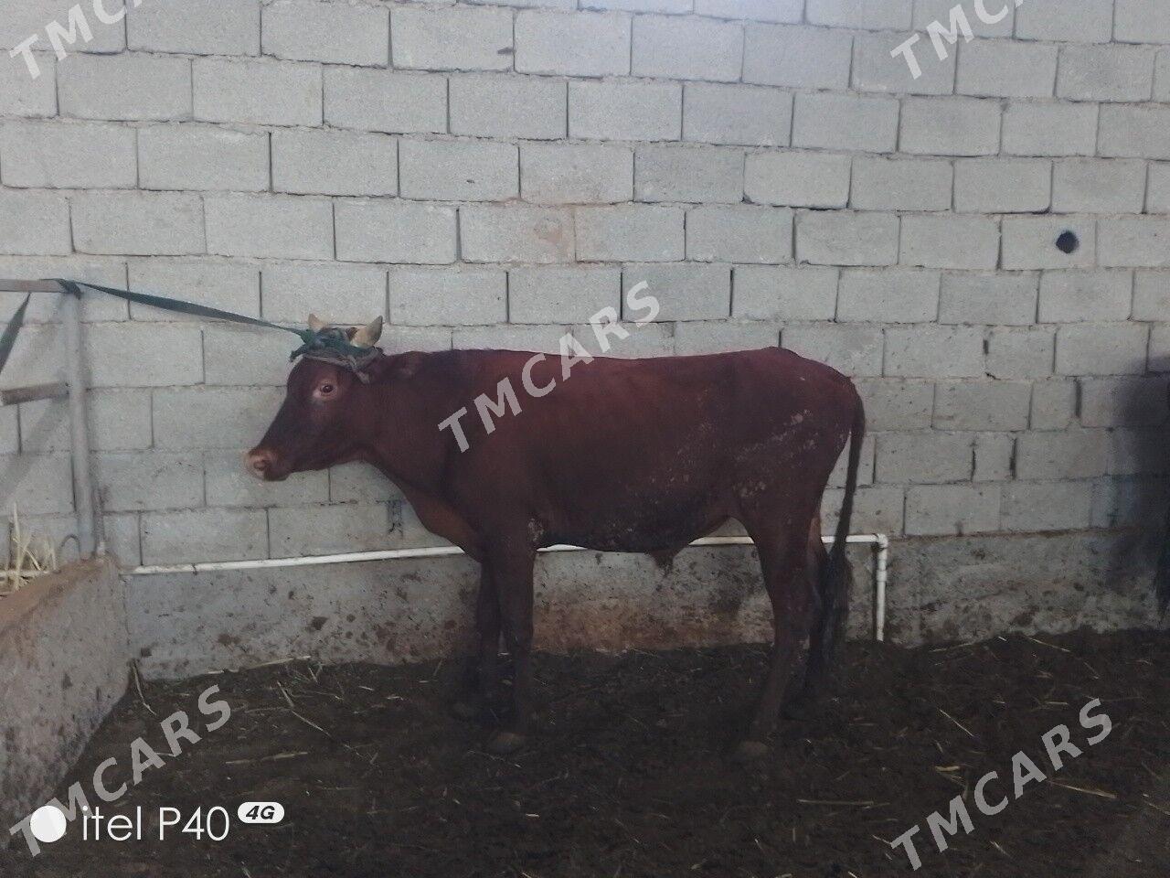 ARASSA BİCİK ÖKÜZLER - Çoganly - img 5
