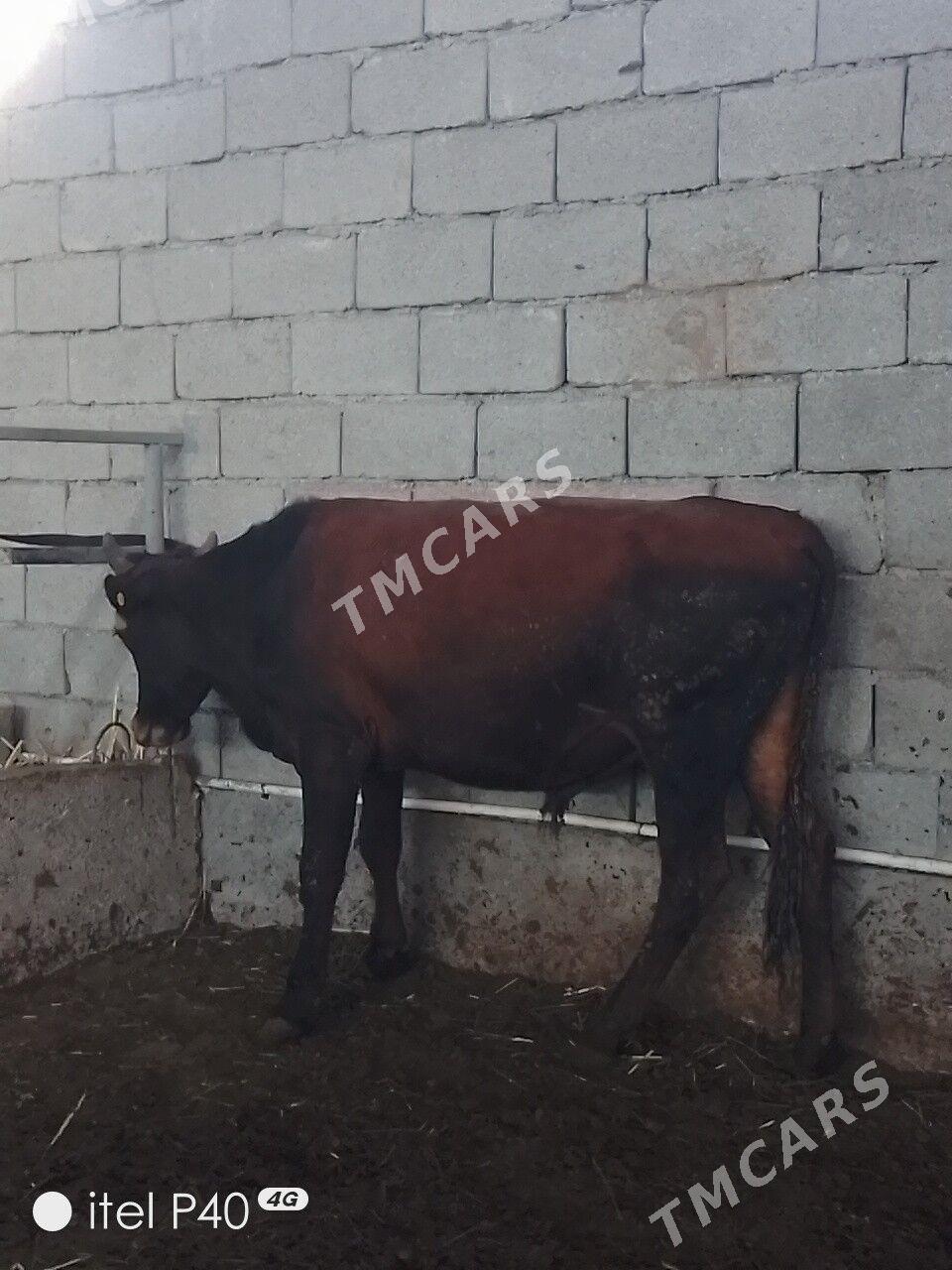 ARASSA BİCİK ÖKÜZLER - Çoganly - img 3