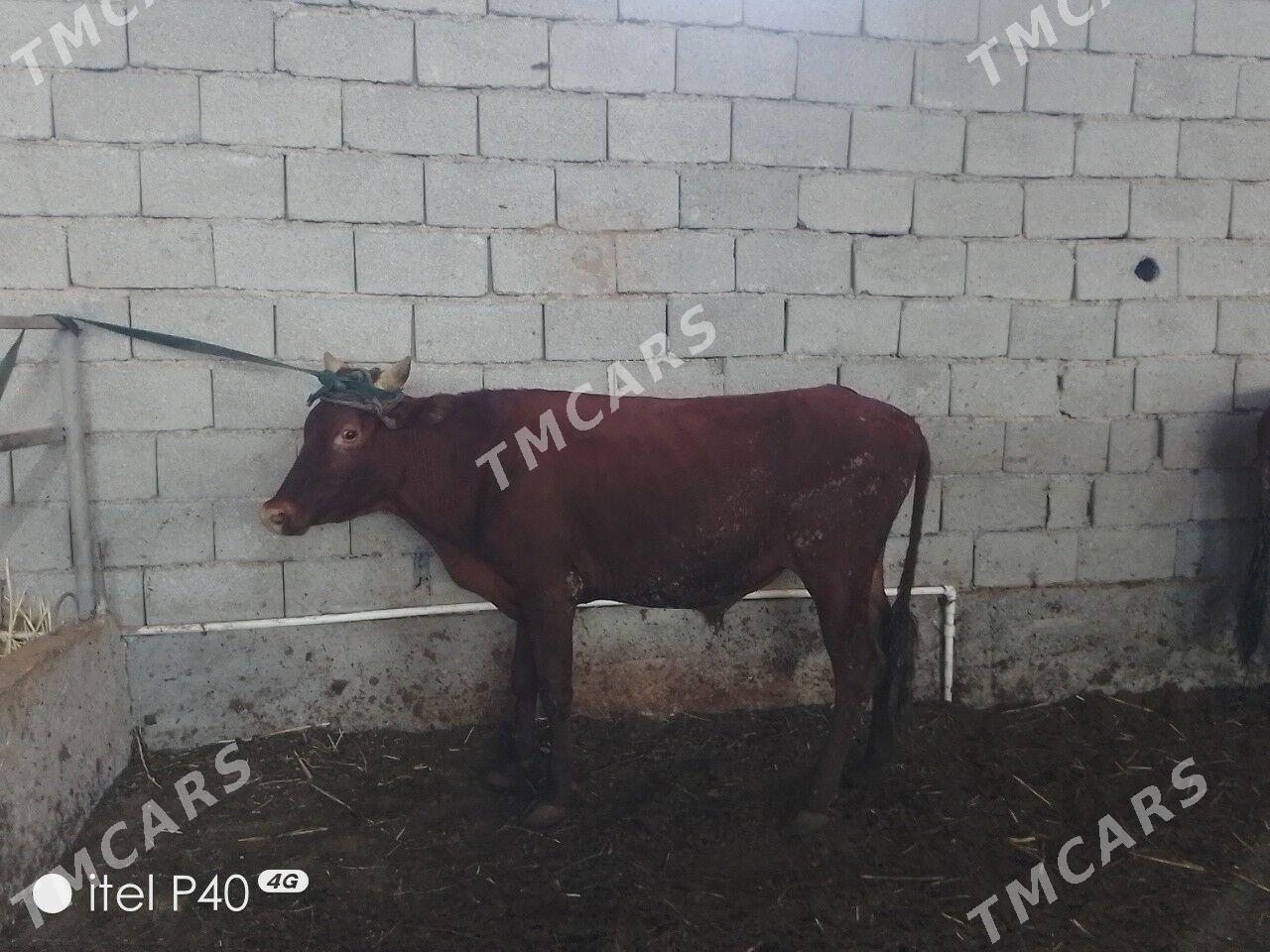 ARASSA BİCİK ÖKÜZLER - Çoganly - img 6