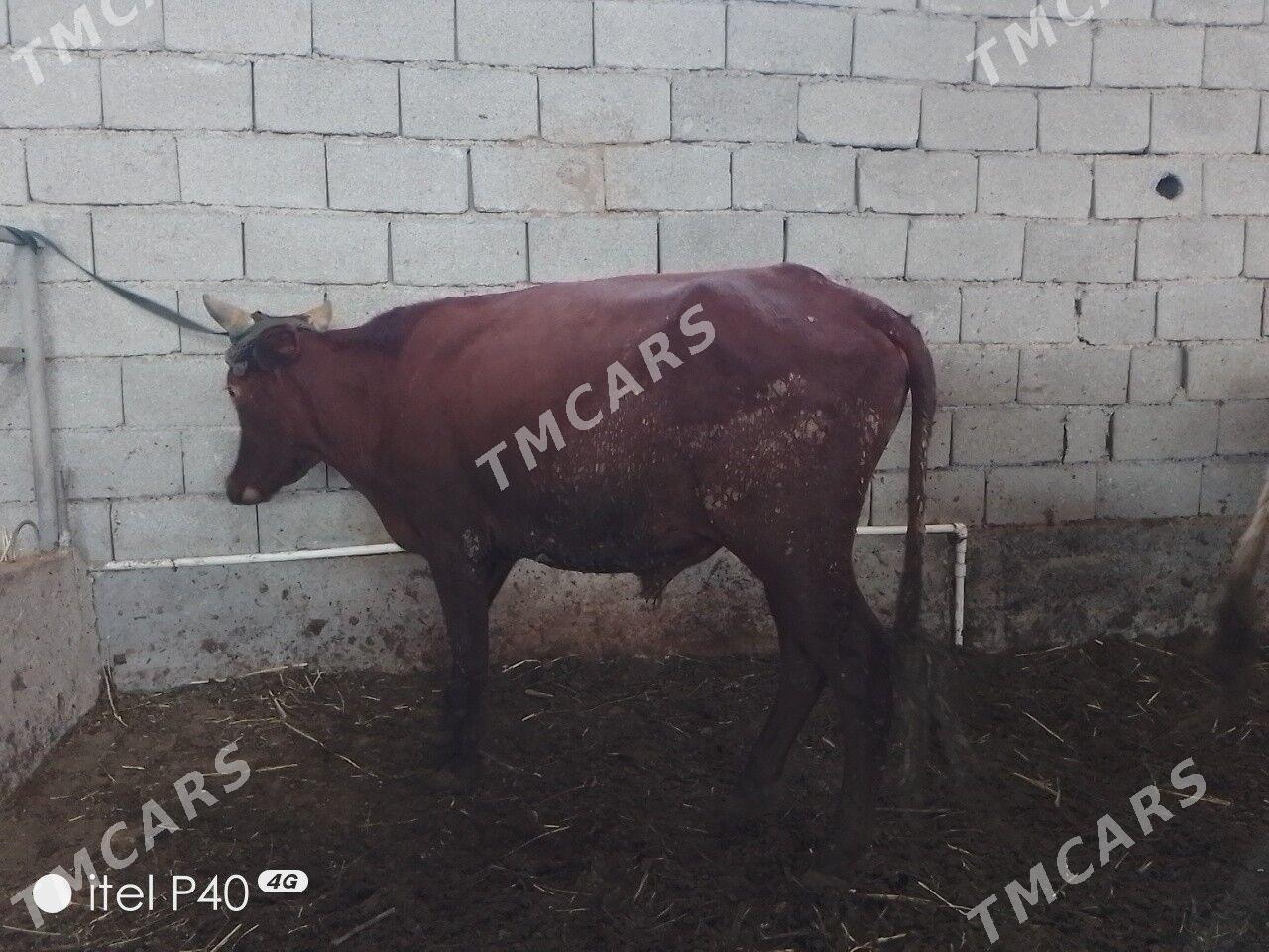 ARASSA BİCİK ÖKÜZLER - Çoganly - img 8