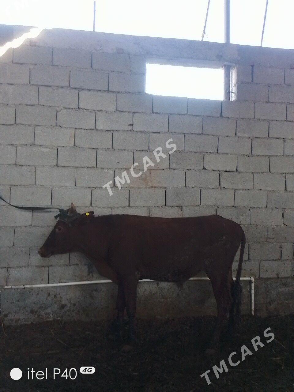 ARASSA BİCİK ÖKÜZLER - Çoganly - img 9