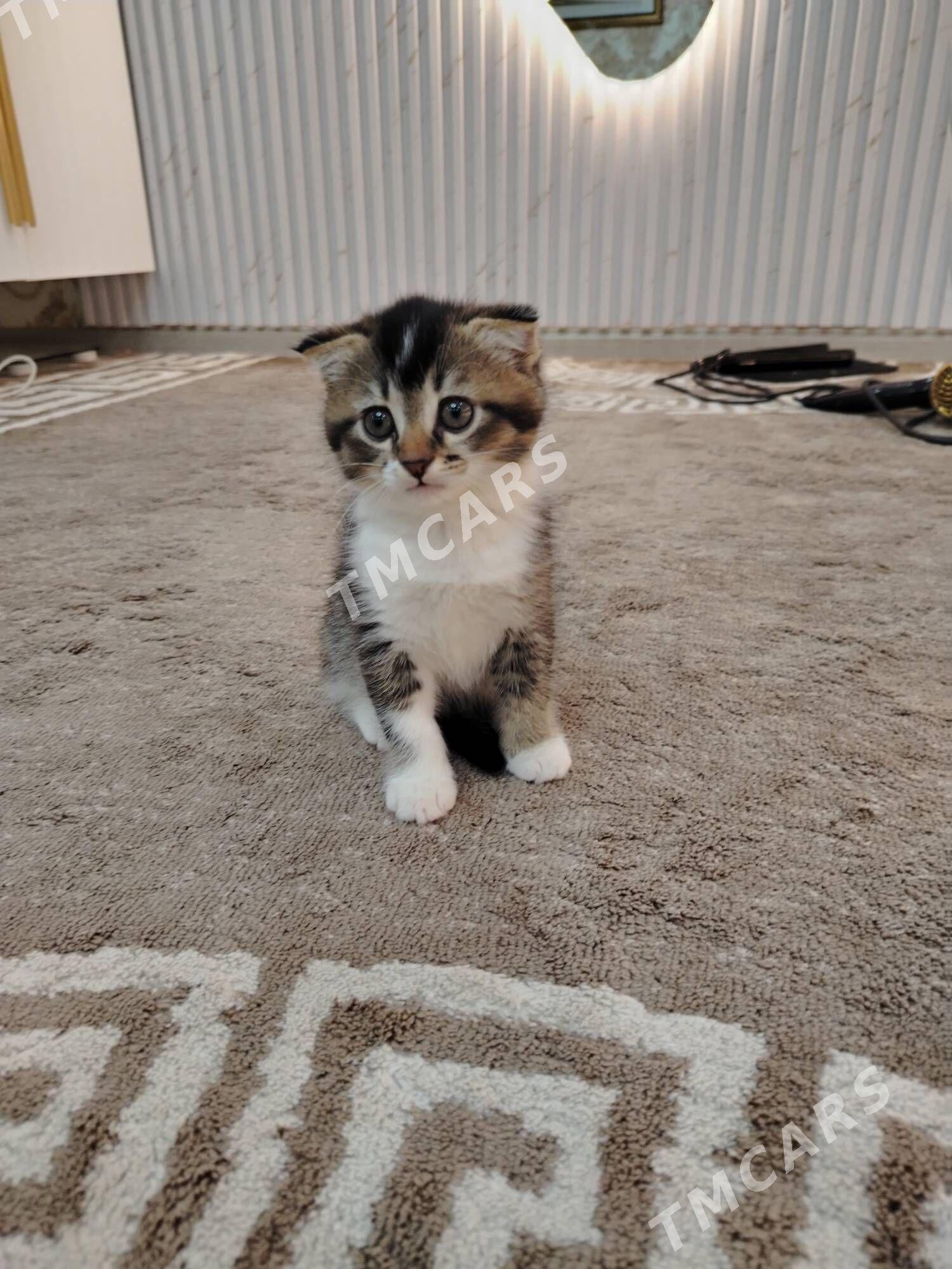 Котёнок - Hazar - img 2