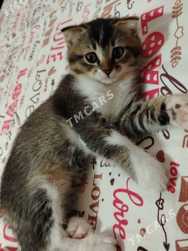 Котёнок - Hazar - img 4